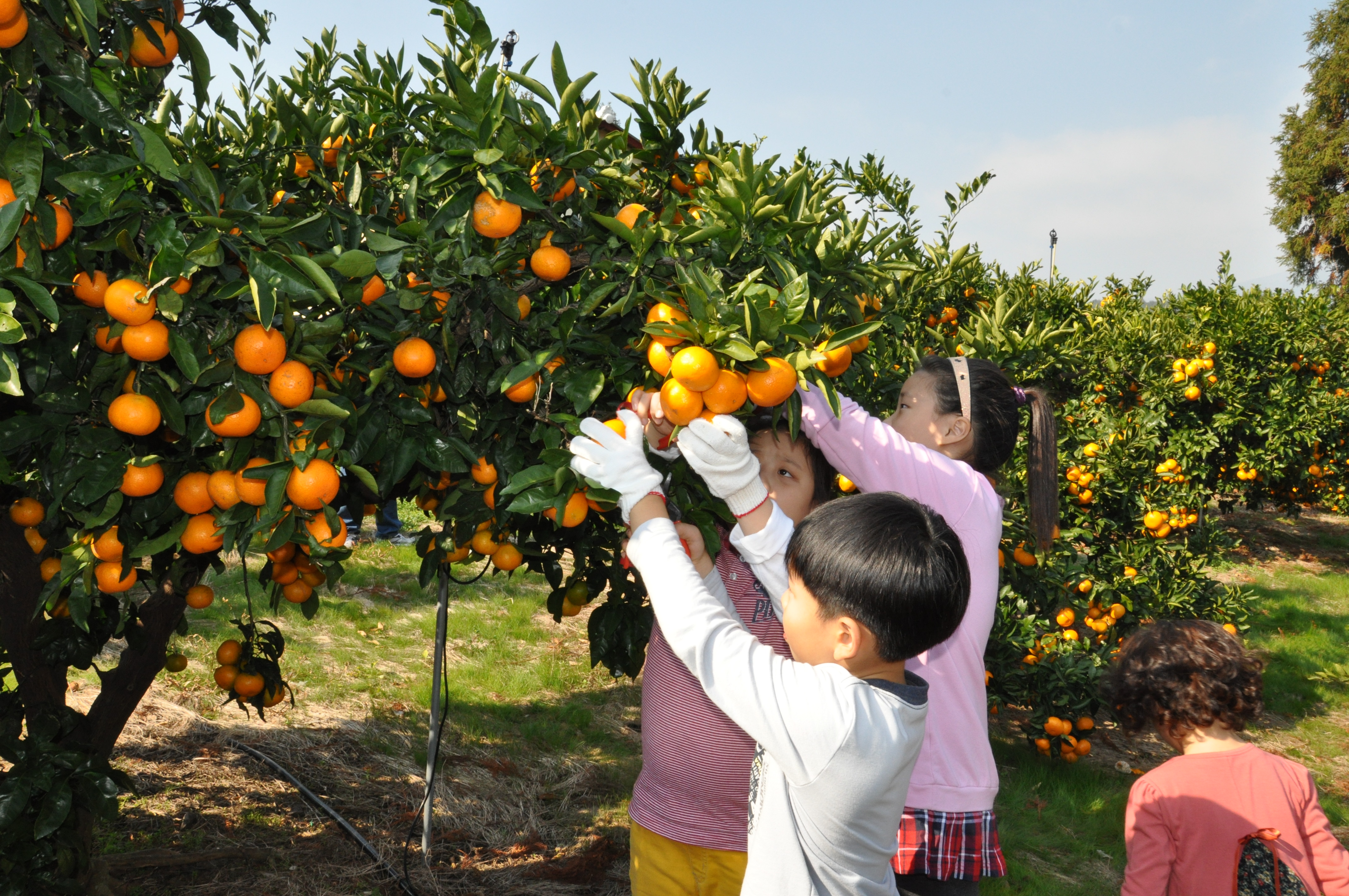 감귤따기 체험 현장